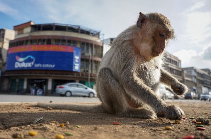 Macaque monkeys prove to be barrier to rollout of internet services in an indian city