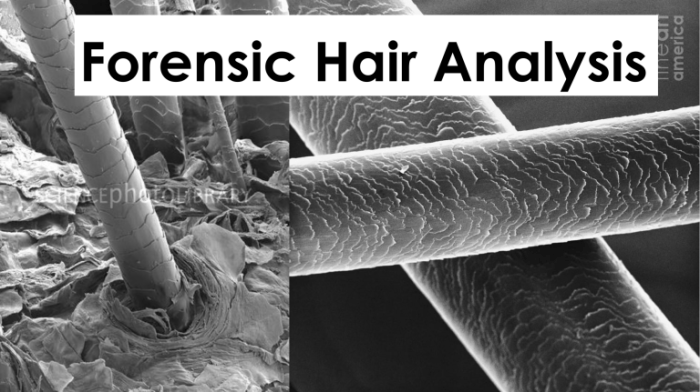 A single strand of hair is enough to construct an image of criminals face