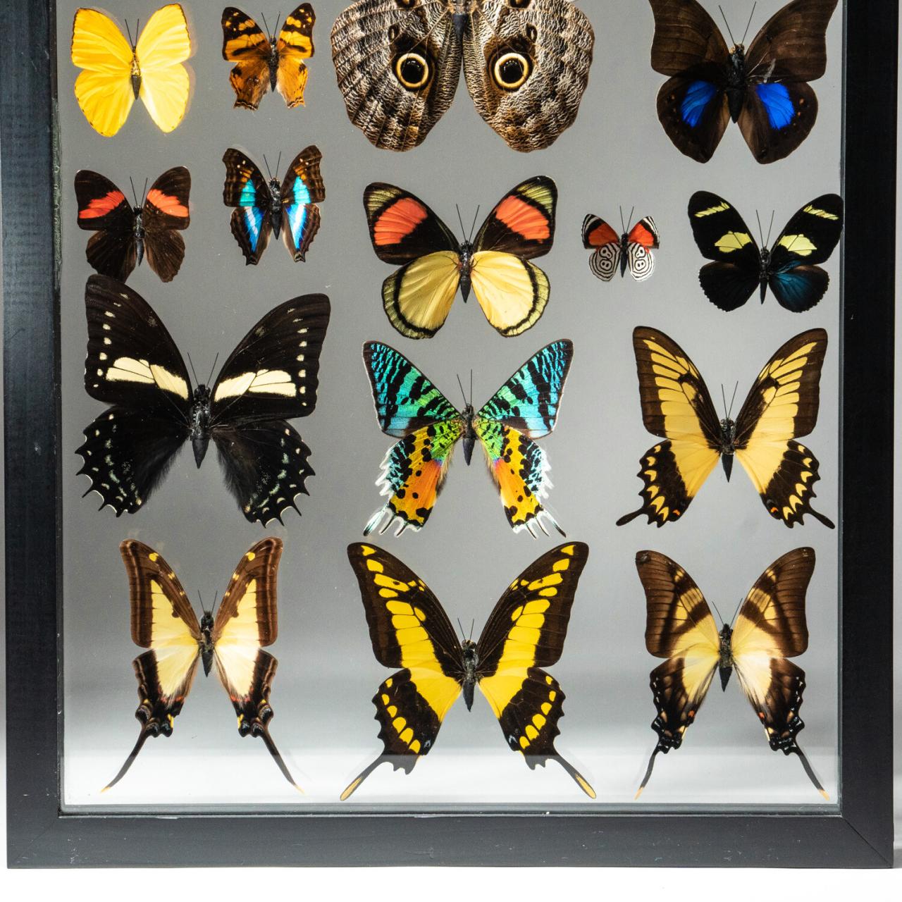 Butterfly wings could be the key to glare free displays