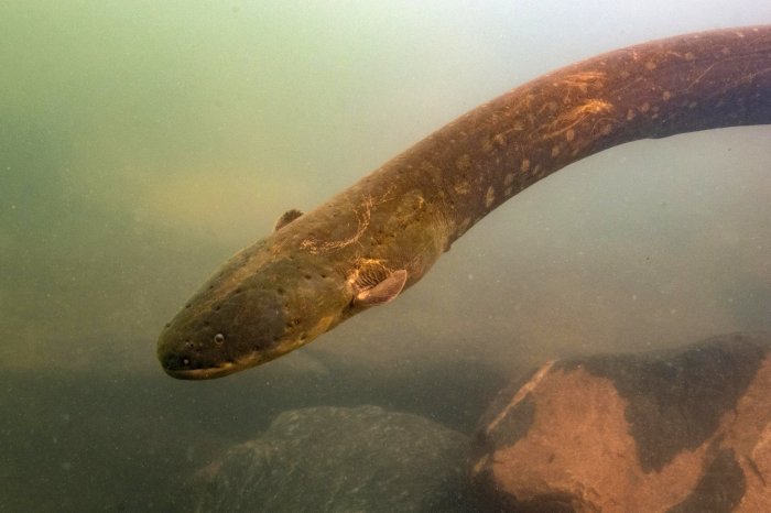 Electric eels perpetually powered implants