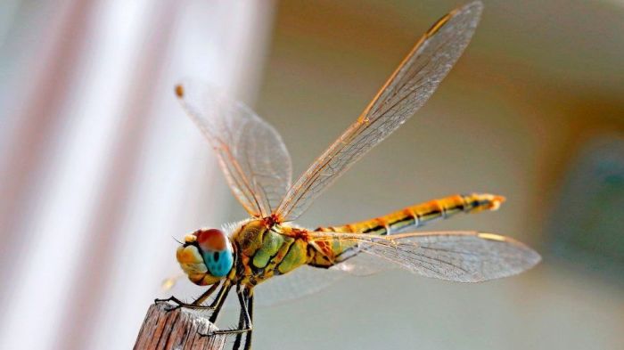 Drone lands on walls like insects