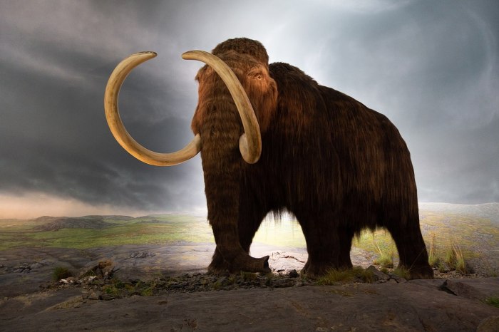 Geneticist looks forward to cloning a mammoth