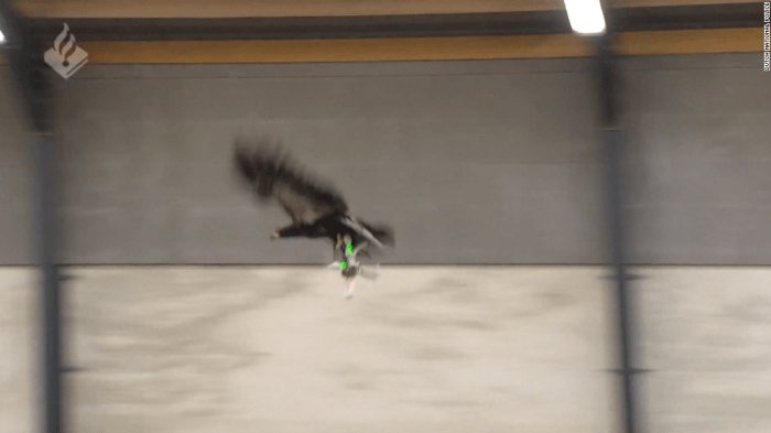 Dutch police eagles take down drones