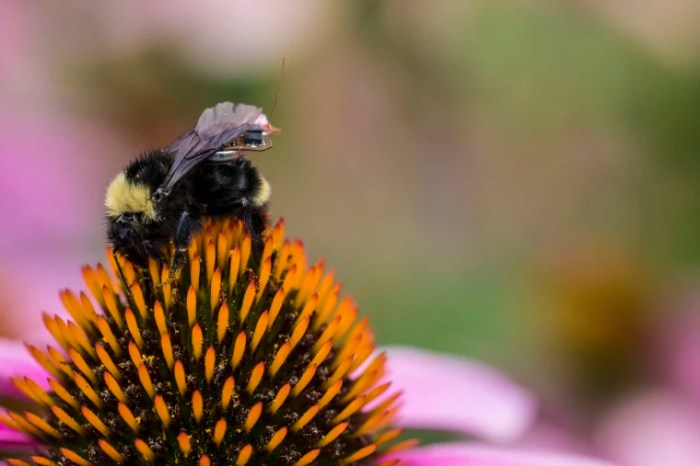 Small trackers map bee behavior