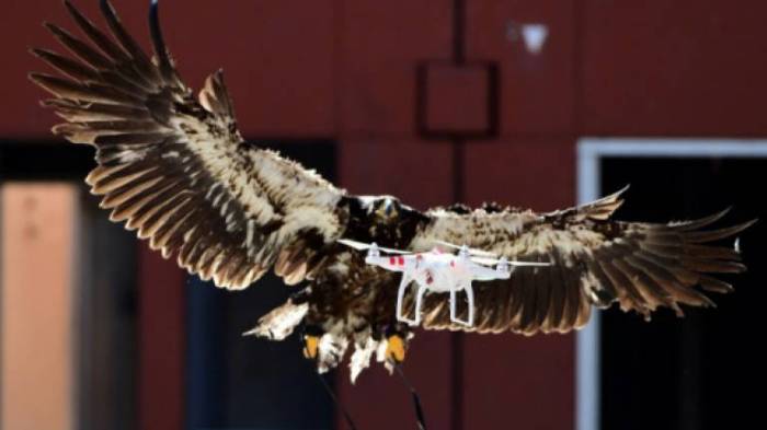 Dutch police retire drone catching eagles