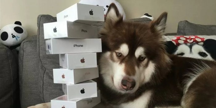 This dogs owner bought her 8 new iphone 7s