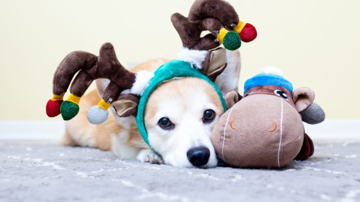 5 pet tech gifts for your fur babies