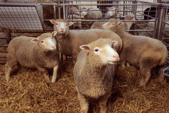 Dolly the sheep clones healthy