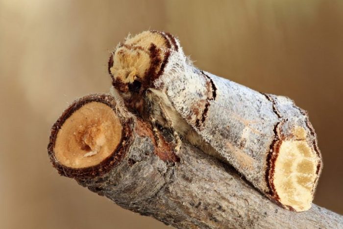 Insect repellent used to create camouflage face paint