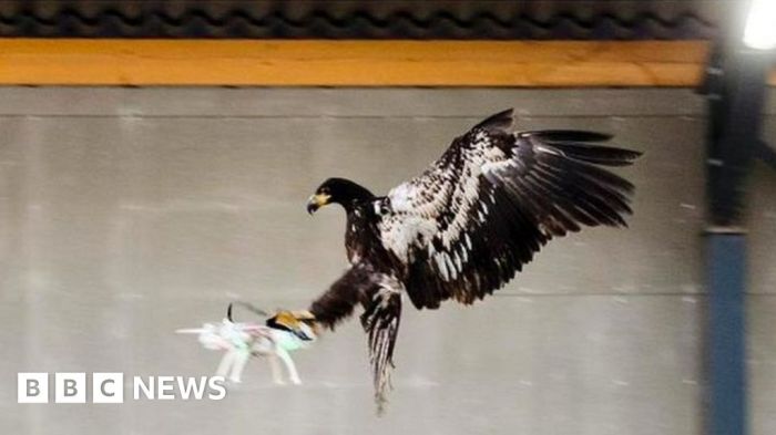 Dutch police eagles take down drones