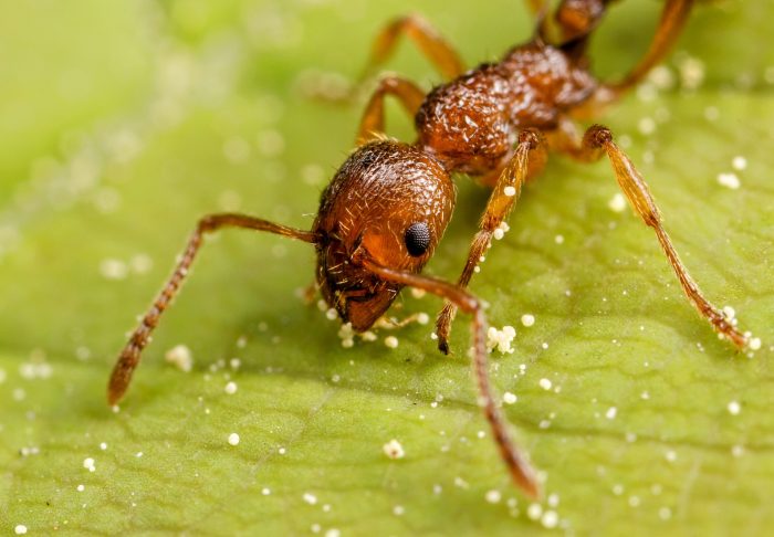 Goggles can spot cancer cells