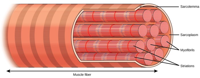 Muscle tissue harvested from mice cells move biohybrid robots