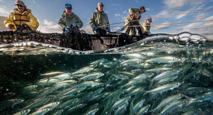 Shinkeis humane quality preserving fish harvesting tech could upend the seafood industry