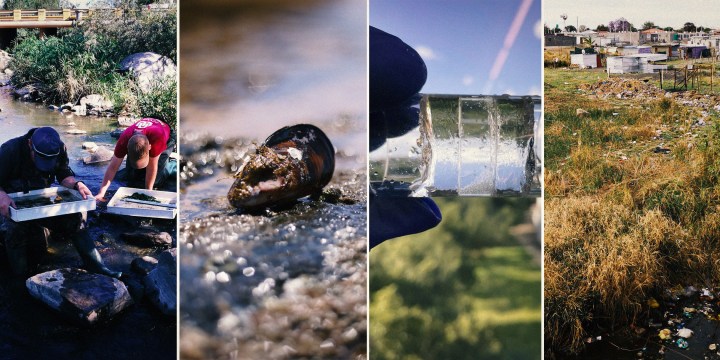 Molluscan smart molluscs water pollution