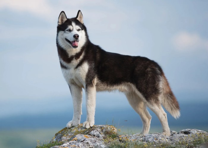 Siberian husky gets pair of gold apple watch editions