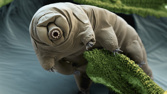 Water bear protein protect human radiation