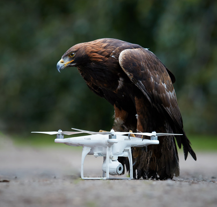 Dutch police retire drone catching eagles