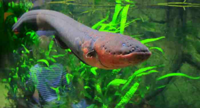 Electric eels perpetually powered implants