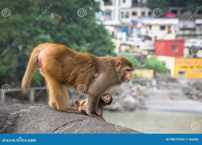 Macaque monkeys prove to be barrier to rollout of internet services in an indian city