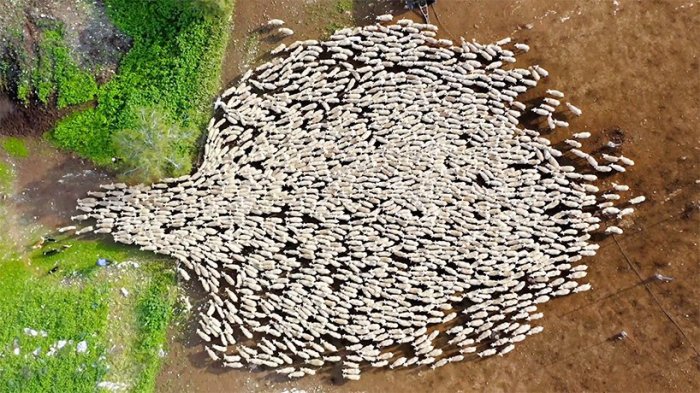 This drone can herd sheep as well as a sheepdog