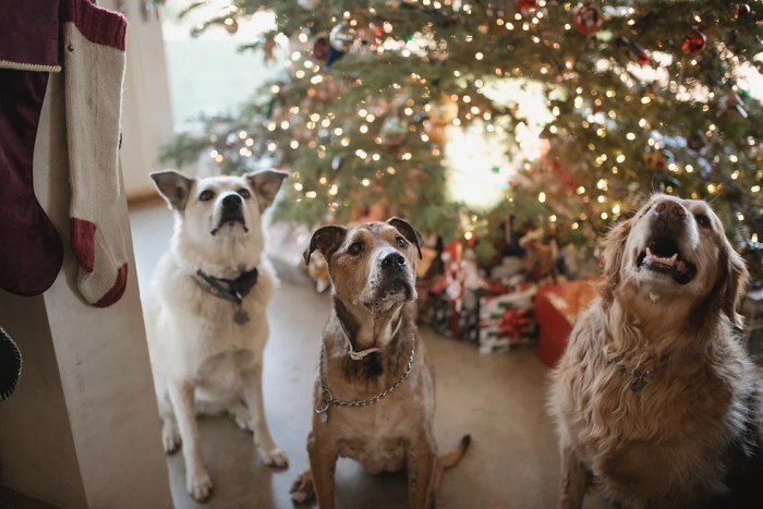 5 pet tech gifts for your fur babies