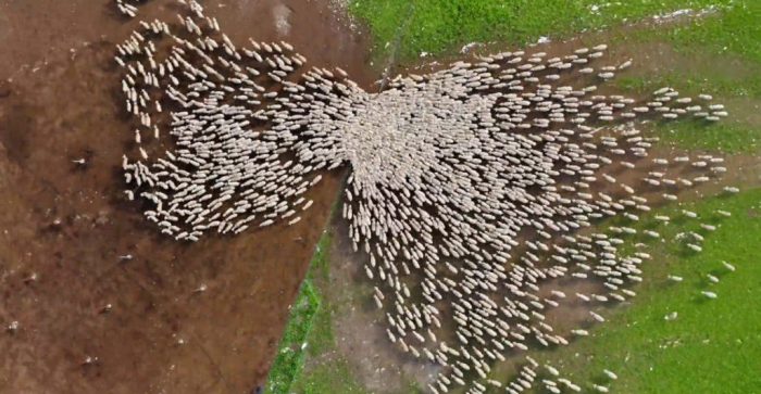 This drone can herd sheep as well as a sheepdog