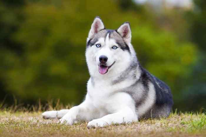 Siberian husky gets pair of gold apple watch editions