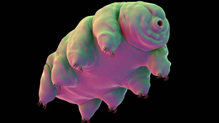 Water bear protein protect human radiation