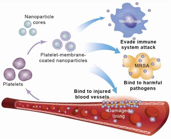 Nano sized fishes targeted drug delivery